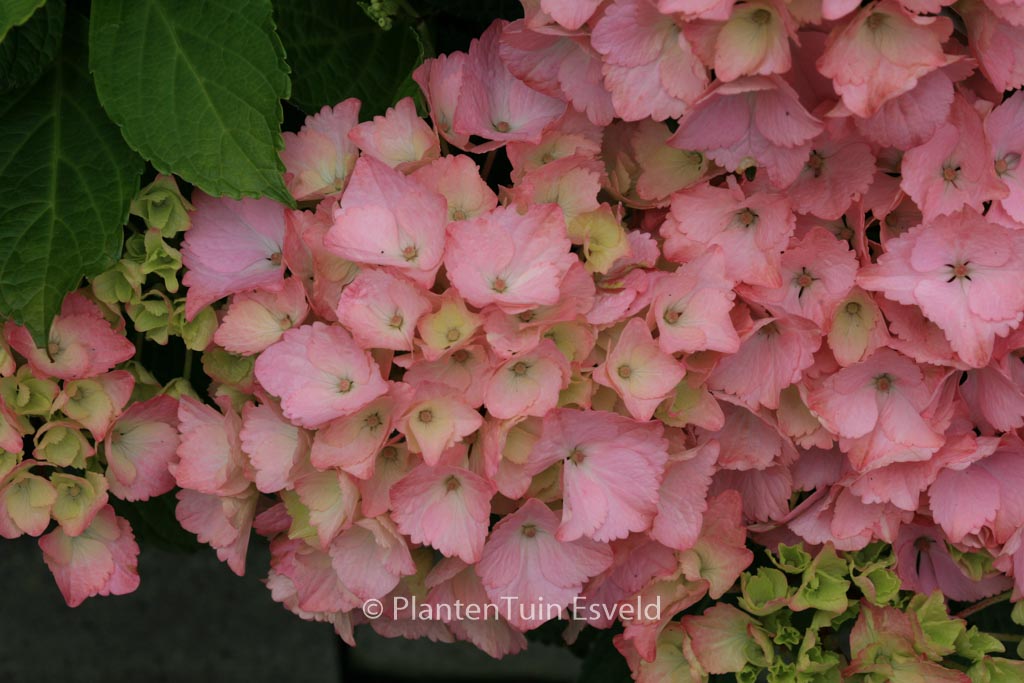 Hydrangea macrophylla ‚Rambo‘ (MAGICAL TOPAZ)