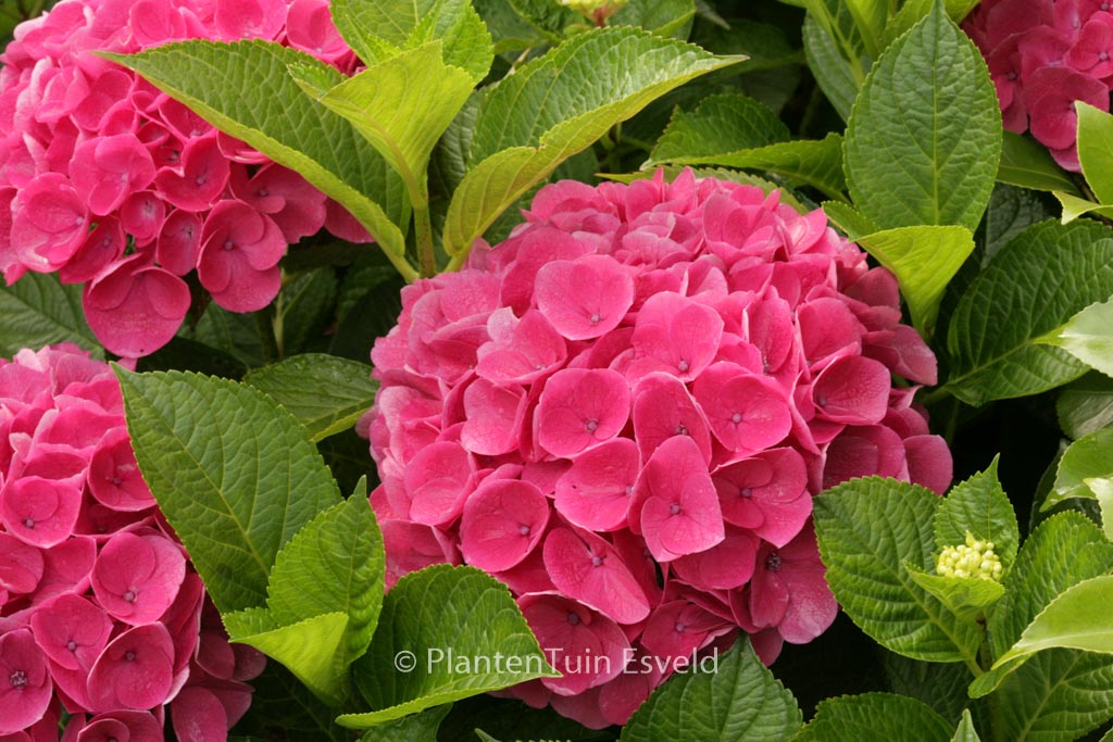 Hydrangea macrophylla ‚Rathen‘ (SAXON)
