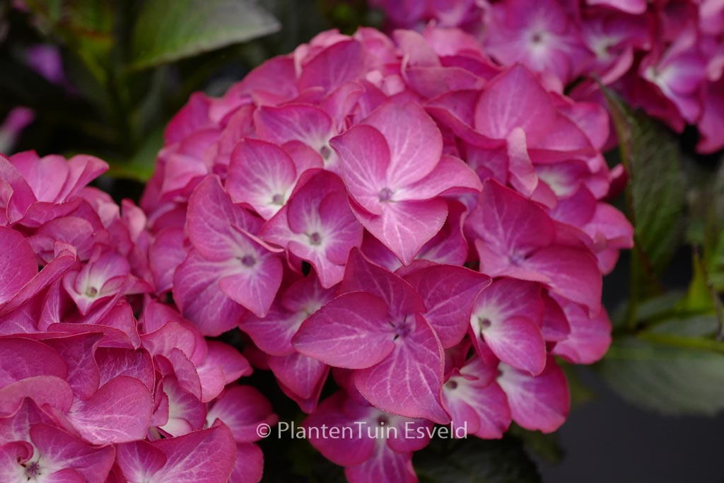 Hydrangea macrophylla ‚Red Angel‘ (BLACK DIAMONDS RED ANGEL)