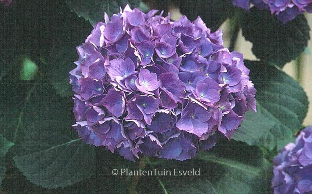 Hydrangea macrophylla ‚Renate Steiniger‘