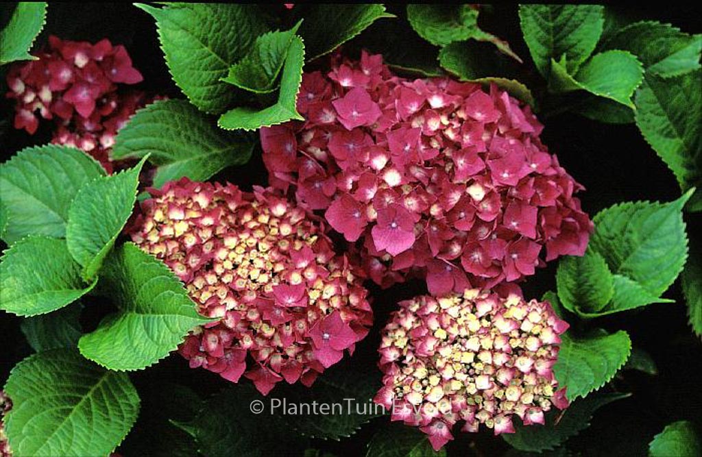 Hydrangea macrophylla ‚Rheinland‘