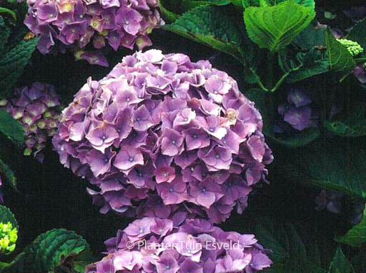 Hydrangea macrophylla ‚Rigi‘