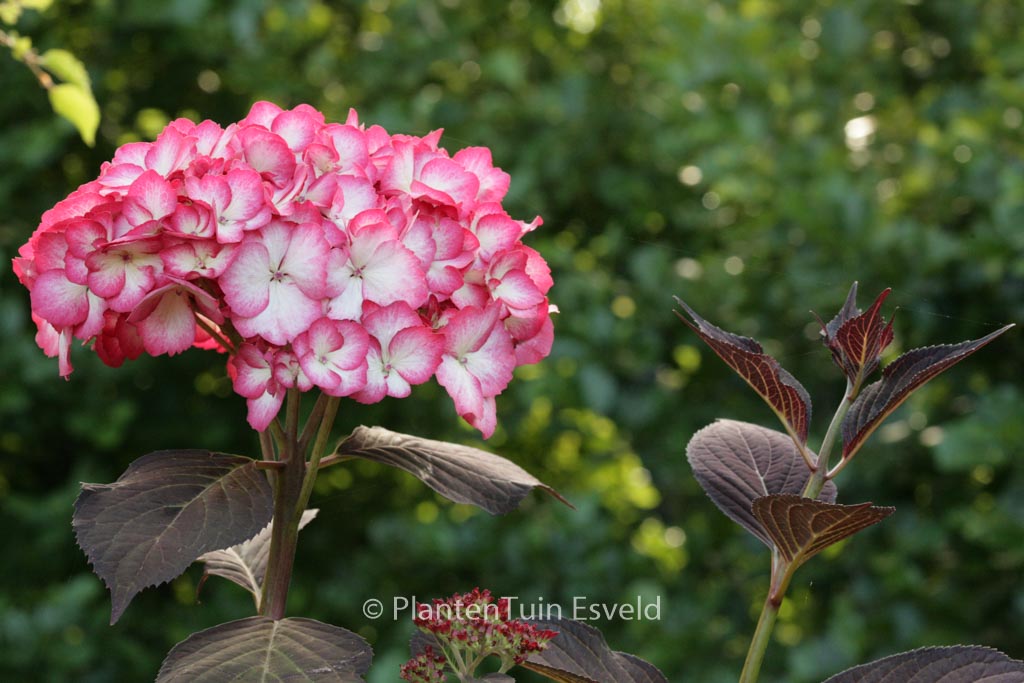 Hydrangea macrophylla ‚Ripple‘