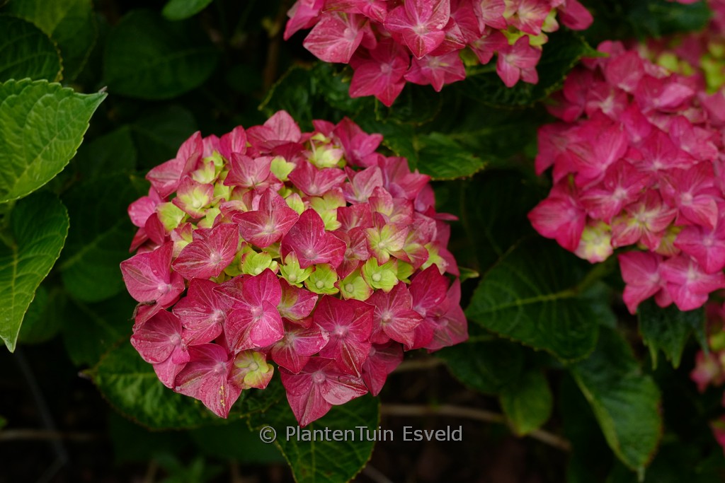 Hydrangea macrophylla ‚Rosso Glory‘