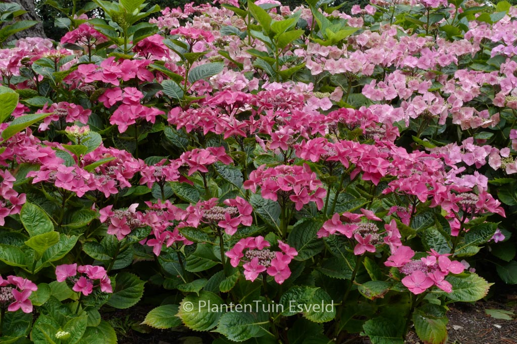 Hydrangea macrophylla ‚Rotkehlchen‘