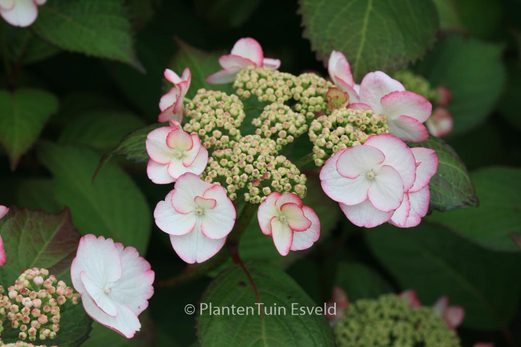 Hydrangea macrophylla ‚Sandra‘