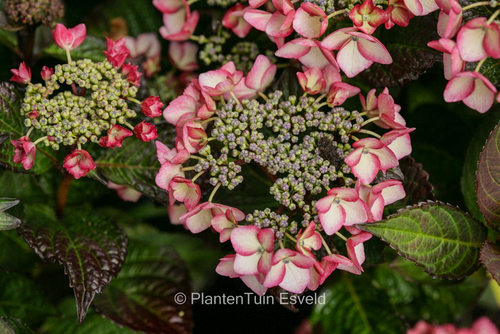 Hydrangea macrophylla ‚Satin Pink Soul‘