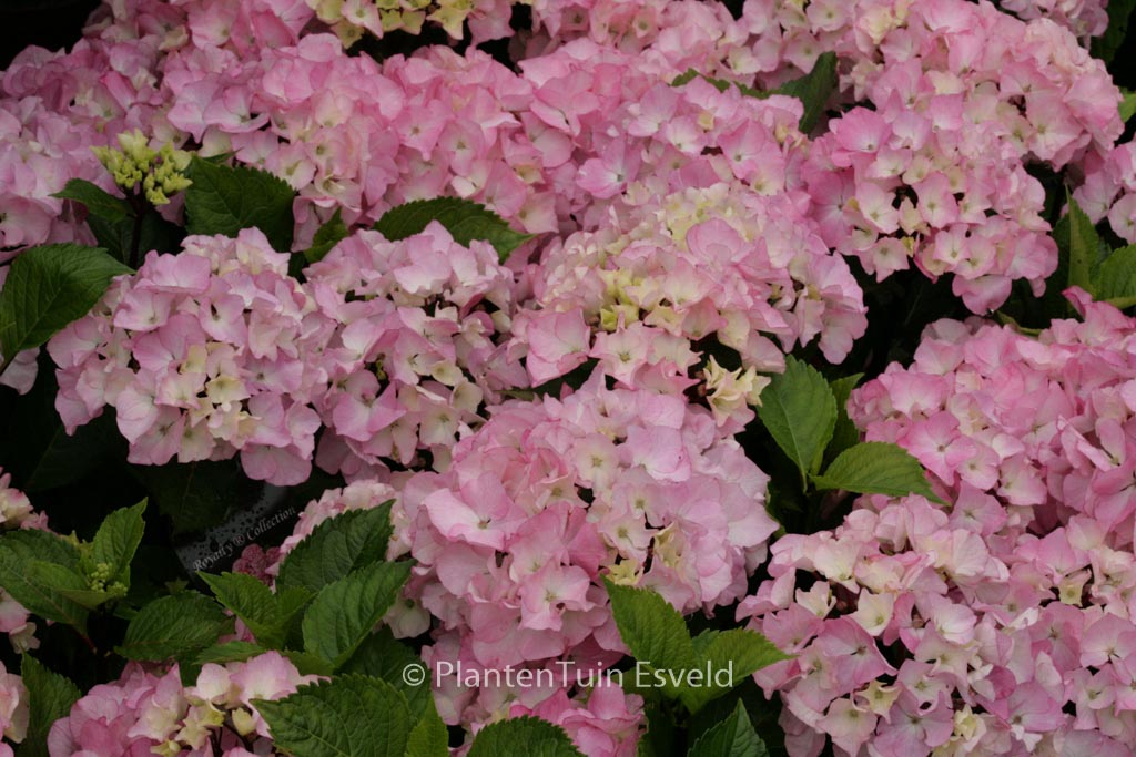 Hydrangea macrophylla ‚Schloss Zuschendorf‘