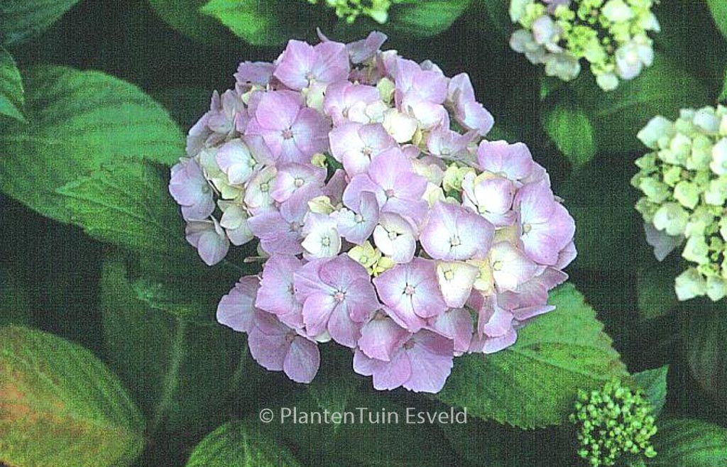 Hydrangea macrophylla ‚Seascape‘