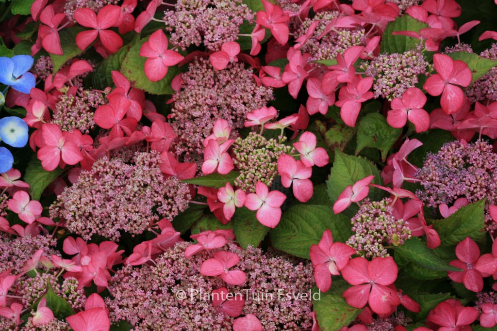 Hydrangea macrophylla ‚Selina‘