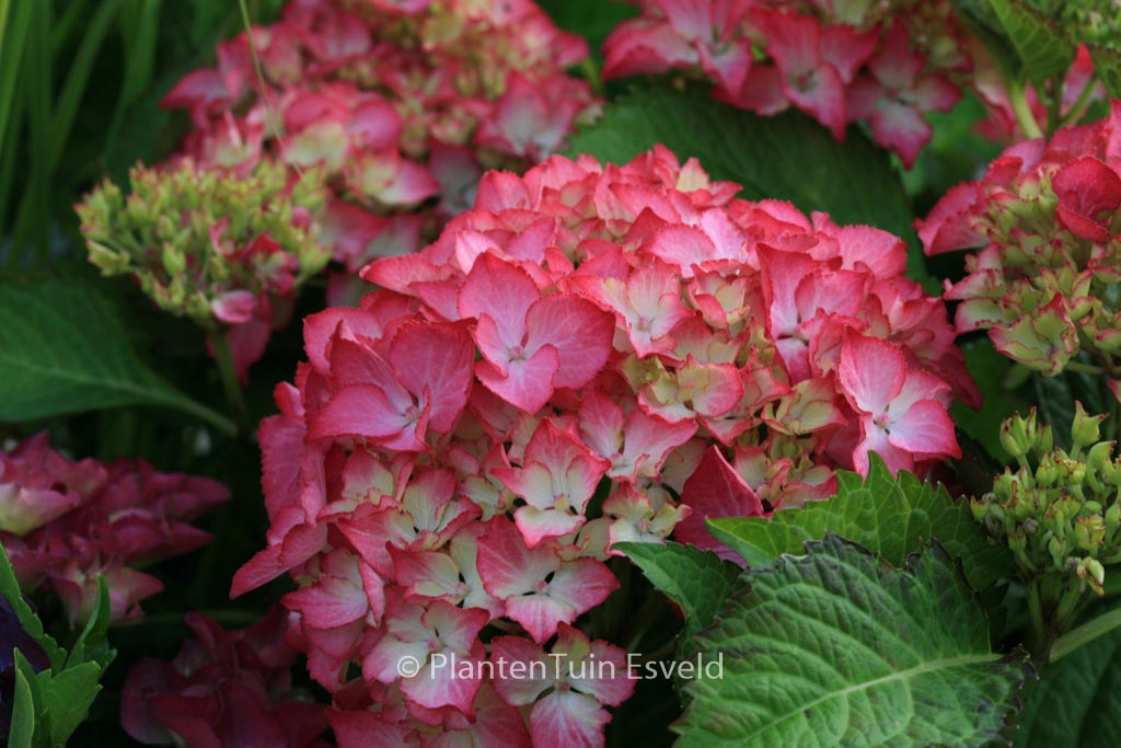 Hydrangea macrophylla ‚Selma‘