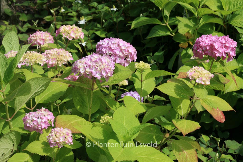Hydrangea macrophylla ‚Semperflorens“Bailmer‘ (ENDLESS SUMMER)