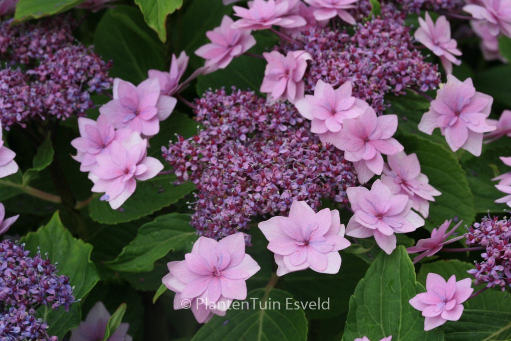 Hydrangea macrophylla ‚Shamrock‘