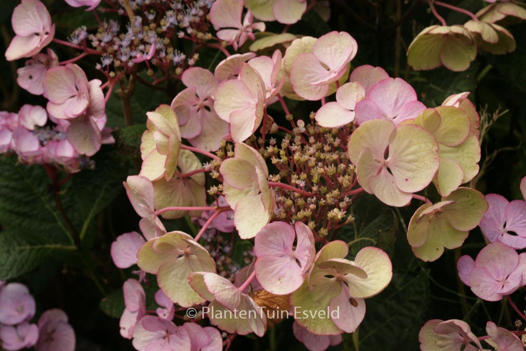 Hydrangea macrophylla ‚Sheila‘