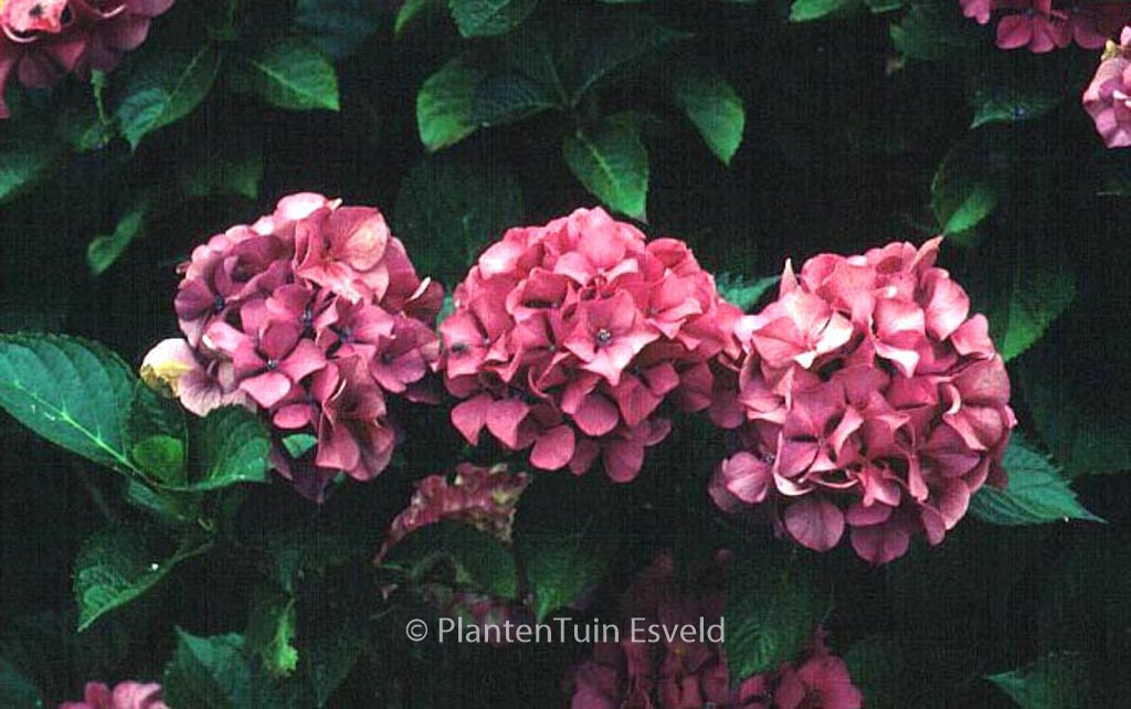 Hydrangea macrophylla ‚Sibilla‘