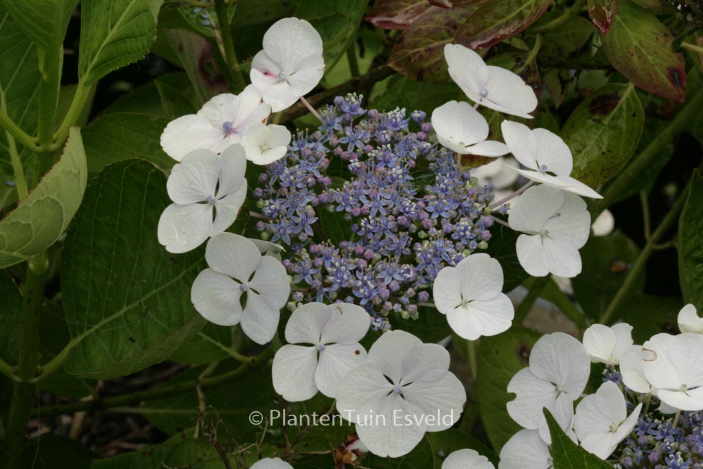 Hydrangea macrophylla ‚Snow‘