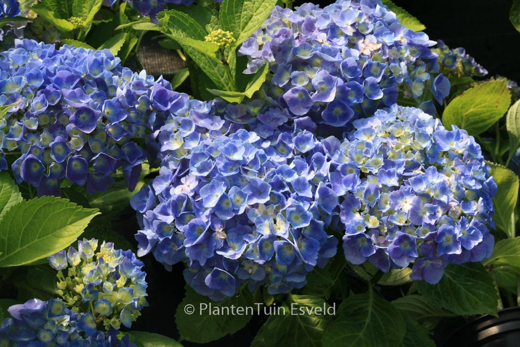Hydrangea macrophylla ‚Superbowl‘