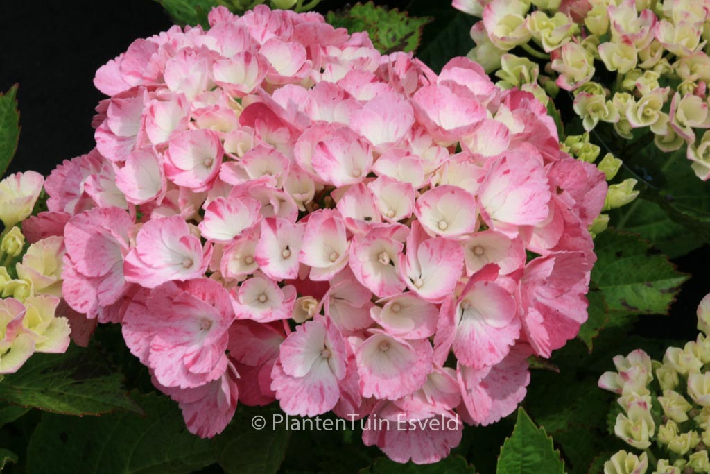 Hydrangea macrophylla ‚Sweet Fantasy‘ (HOVARIA)