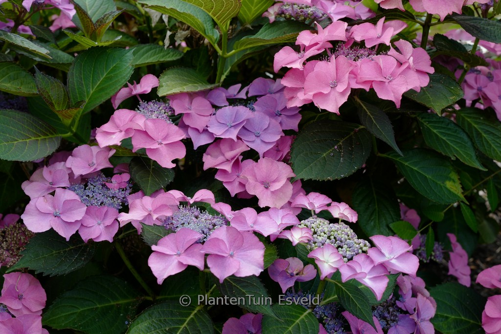 Hydrangea macrophylla ‚Sweet Lollipop‘