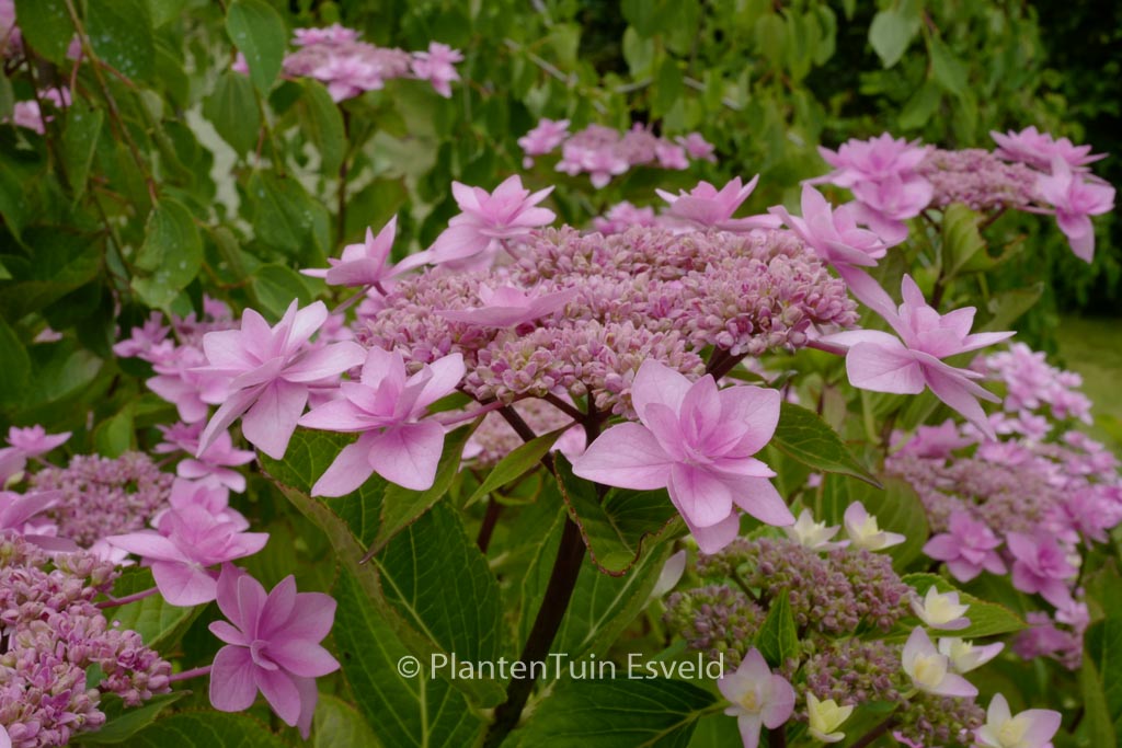 Hydrangea macrophylla ‚Tambour Major‘