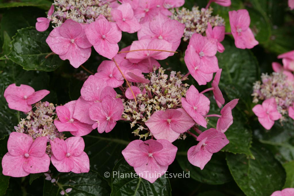 Hydrangea macrophylla ‚Taube‘