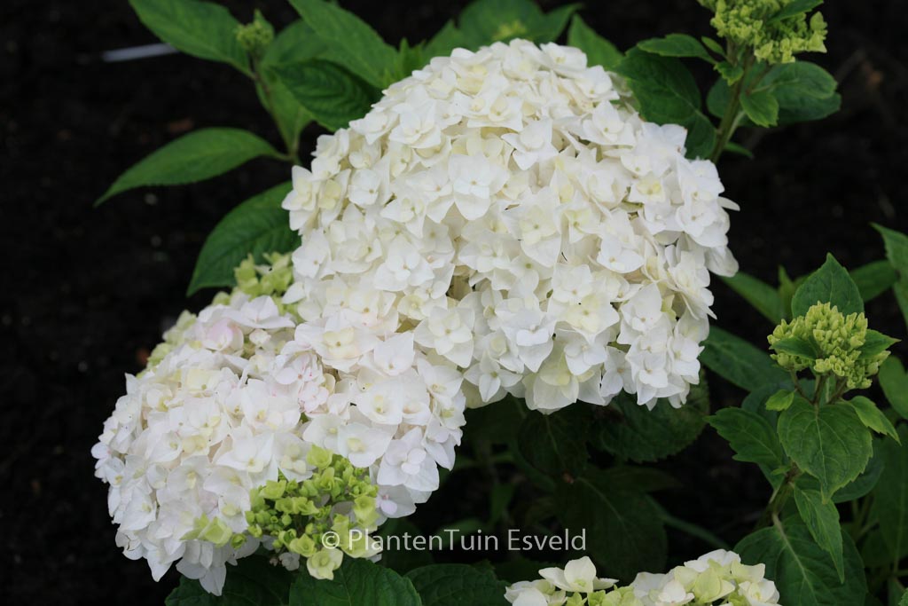 Hydrangea macrophylla ‚The Bride‘ (ENDLESS SUMMER)