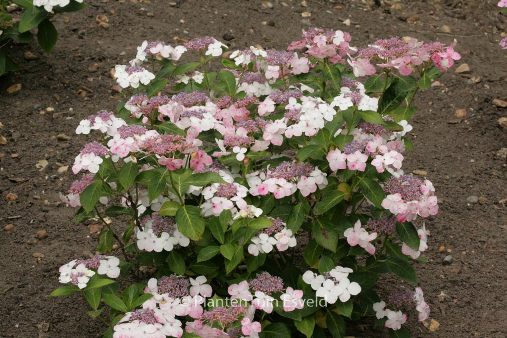 Hydrangea macrophylla ‚Tokyo’s Delight‘