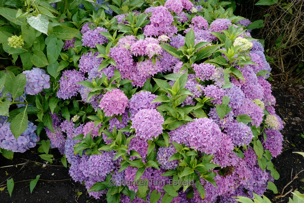 Hydrangea macrophylla ‚Tovelit‘