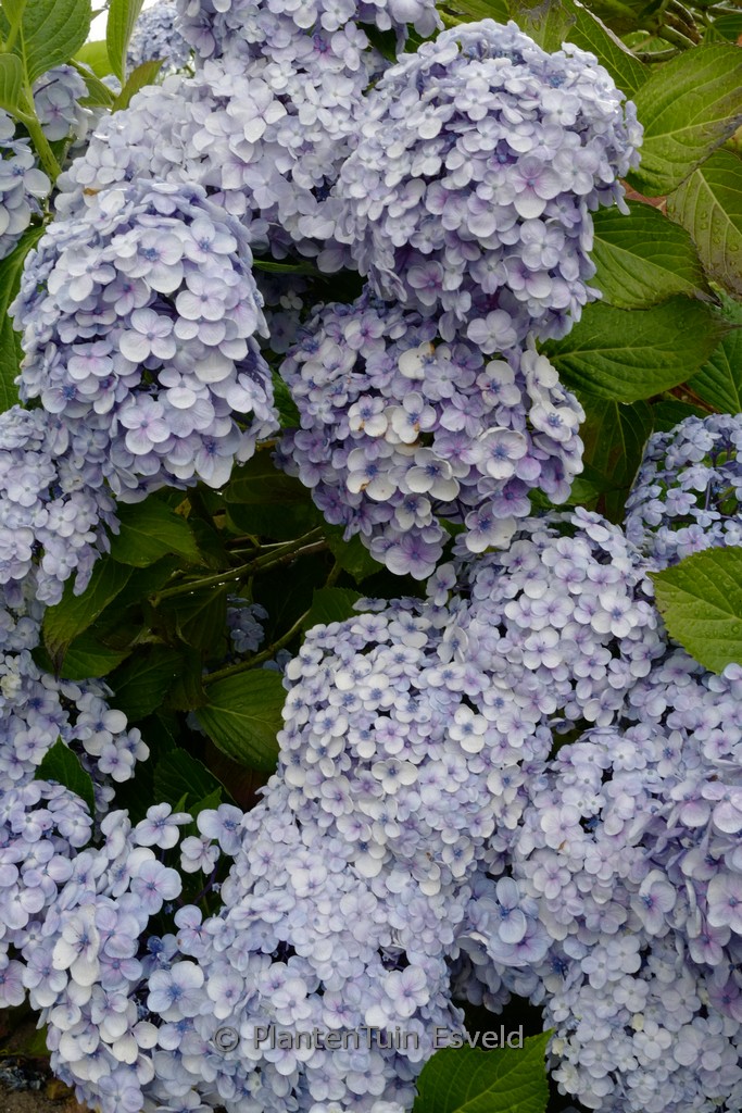 Hydrangea macrophylla ‚Trebah Silver‘