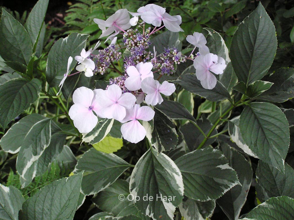 Hydrangea macrophylla ‚Tricolor‘