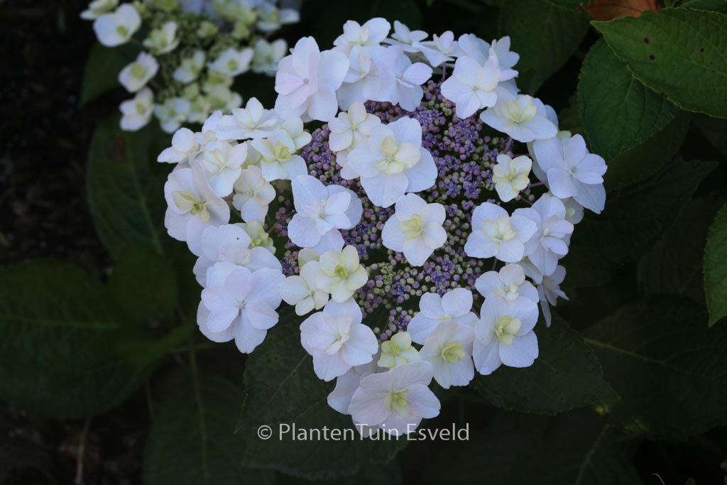 Hydrangea macrophylla ‚Trophy‘