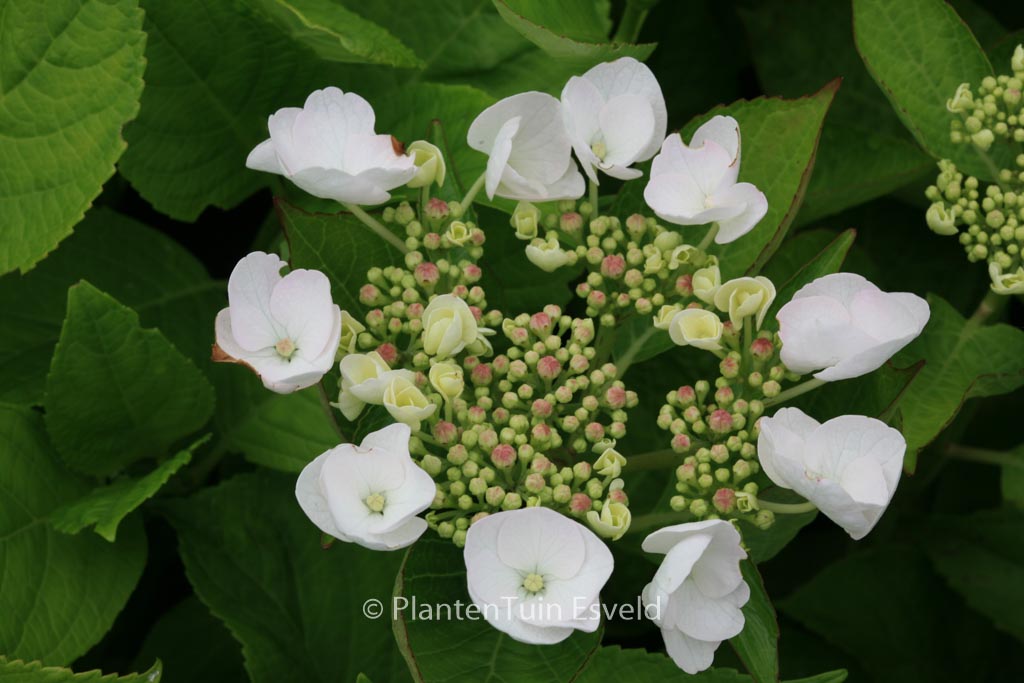 Hydrangea macrophylla ‚Veitchii‘