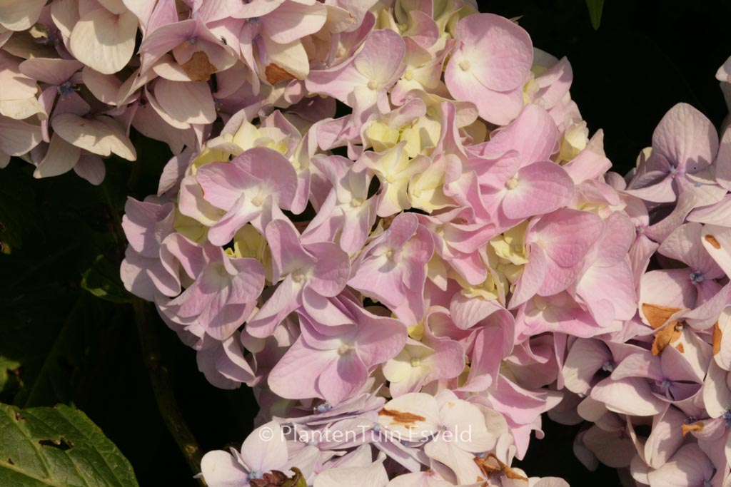 Hydrangea macrophylla ‚Vindool‘ (DOOLEY)