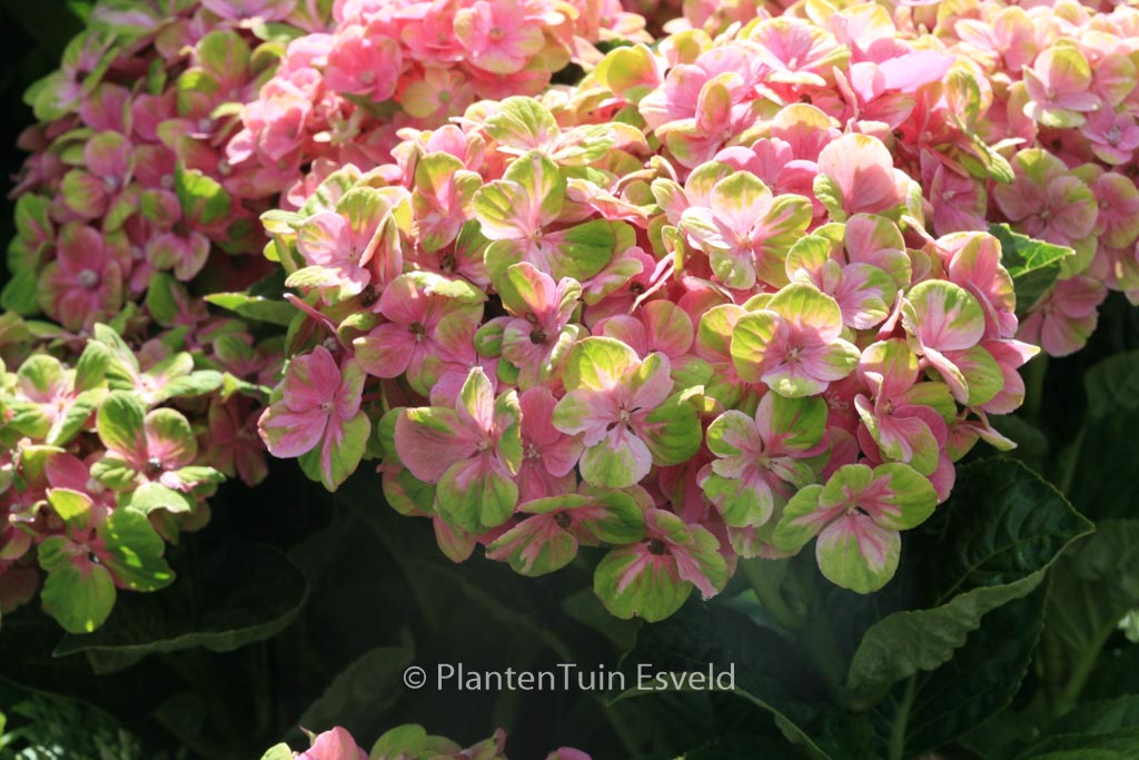 Hydrangea macrophylla ‚Xian‘ (MAGICAL OPAL)