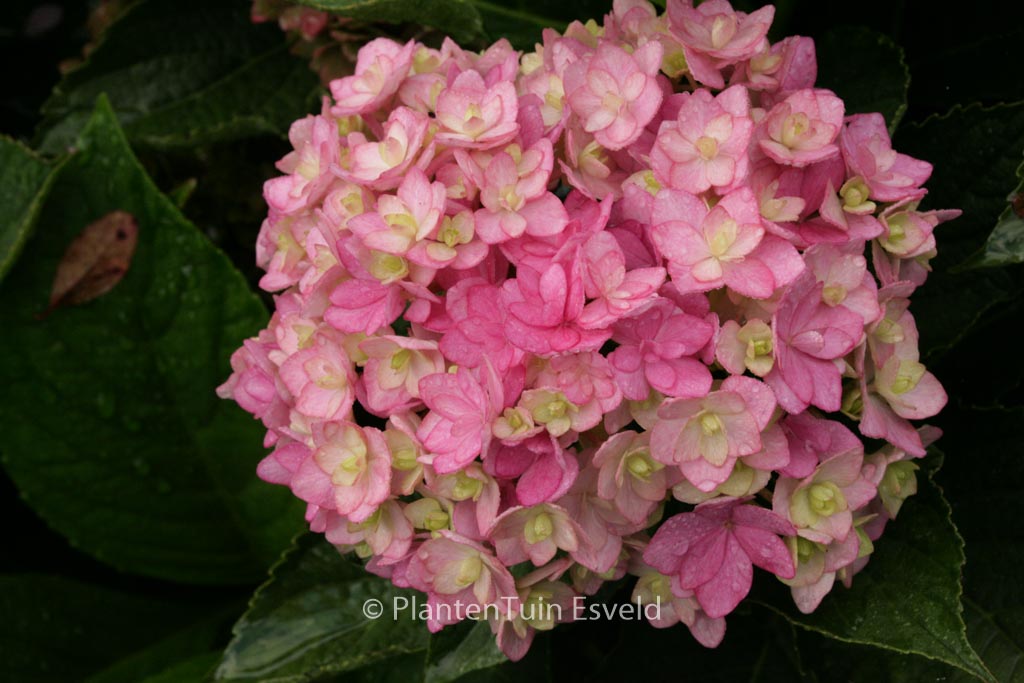 Hydrangea macrophylla ‚Youmefive‘ (TOGETHER)