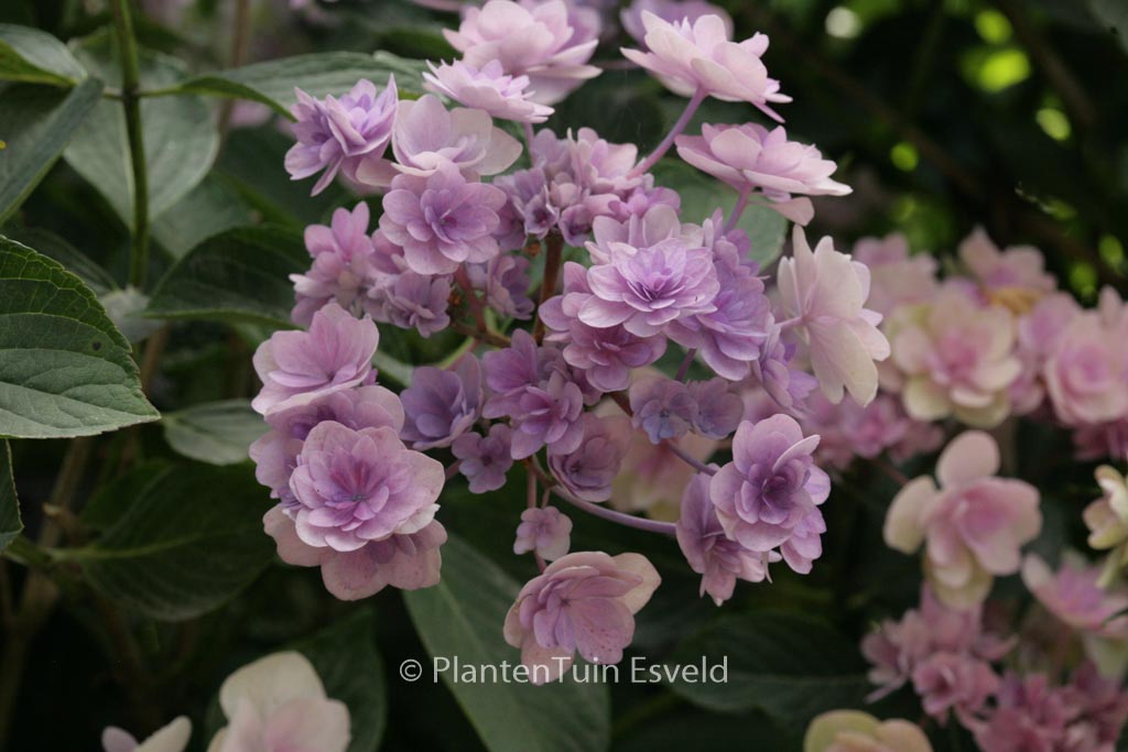 Hydrangea macrophylla ‚Youmefour‘ (PASSION)