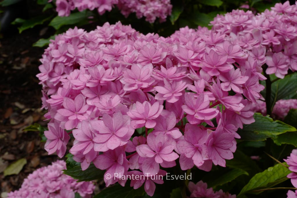 Hydrangea macrophylla ‚Youmetwo‘ (ETERNITY)