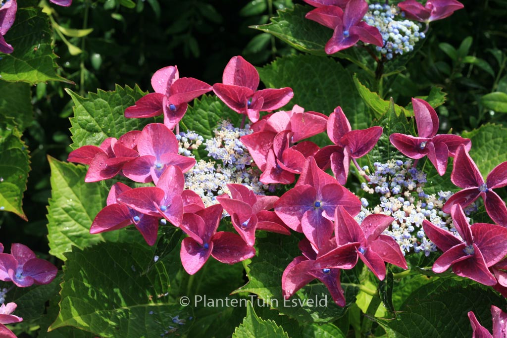 Hydrangea macrophylla ‚Zeisig‘