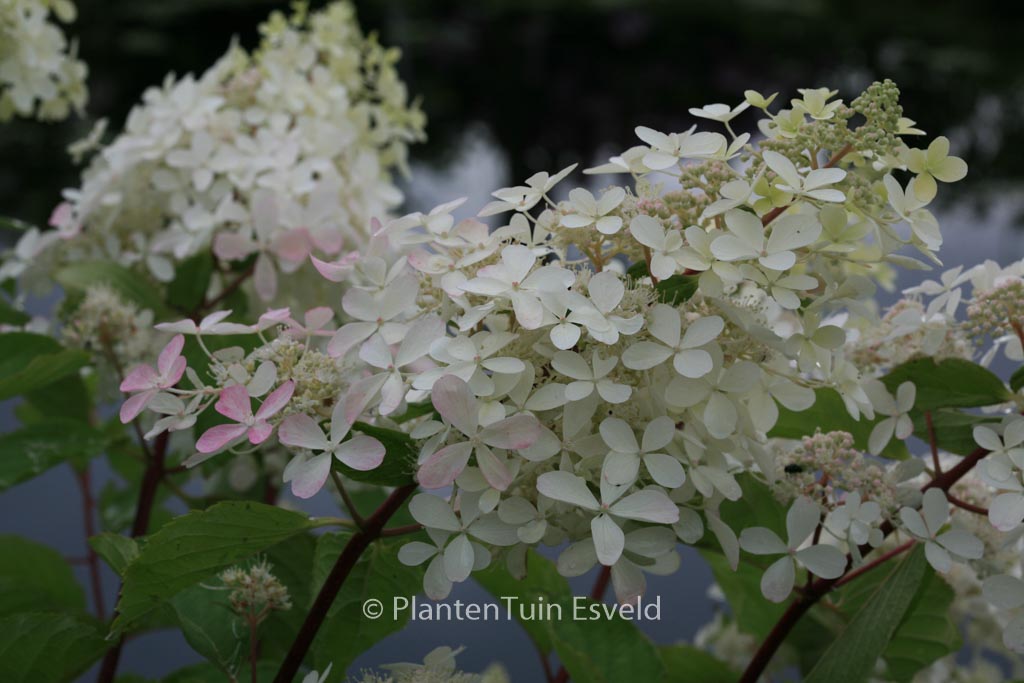 Hydrangea paniculata ‚Ammarin‘