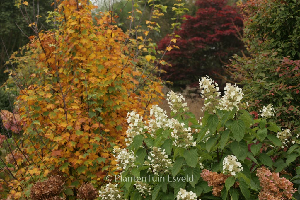 Hydrangea paniculata ‚Azo Vulcan‘