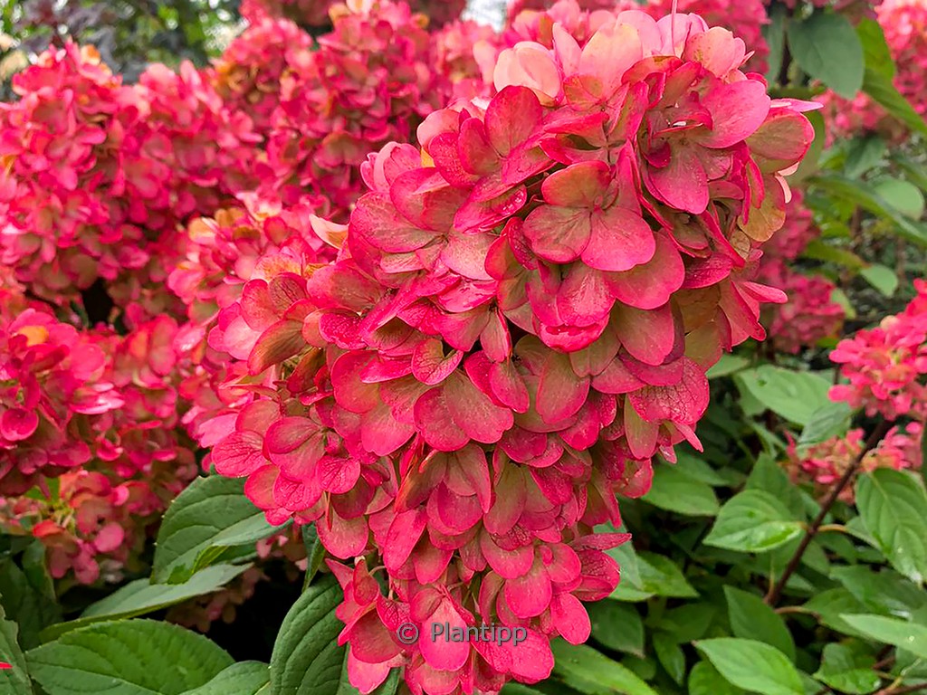 Hydrangea paniculata ‚Bloody Marie‘