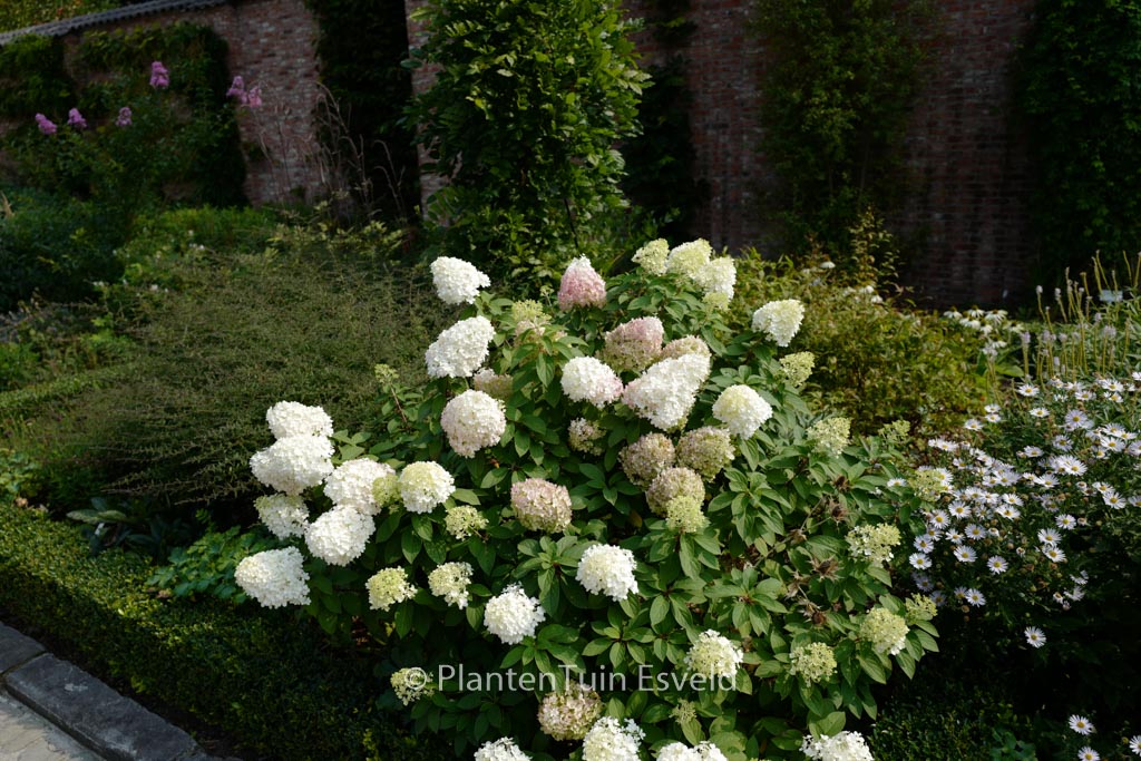 Hydrangea paniculata ‚Bobo‘