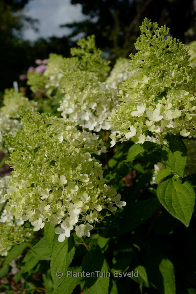 Hydrangea paniculata ‚Bokomaho‘ (MAGICAL MATTERHORN)
