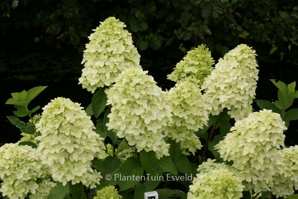 Hydrangea paniculata ‚Bokraflame‘ (MAGICAL CANDLE)