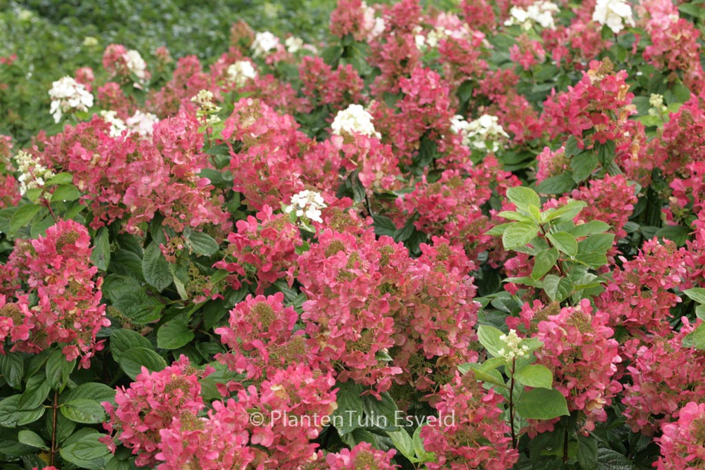 Hydrangea paniculata ‚Bokraplume‘ (MAGICAL FIRE)