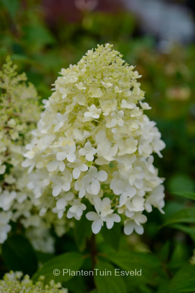 Hydrangea paniculata ‚Bokrathirteen‘ (MAGICAL SWEET SUMMER)