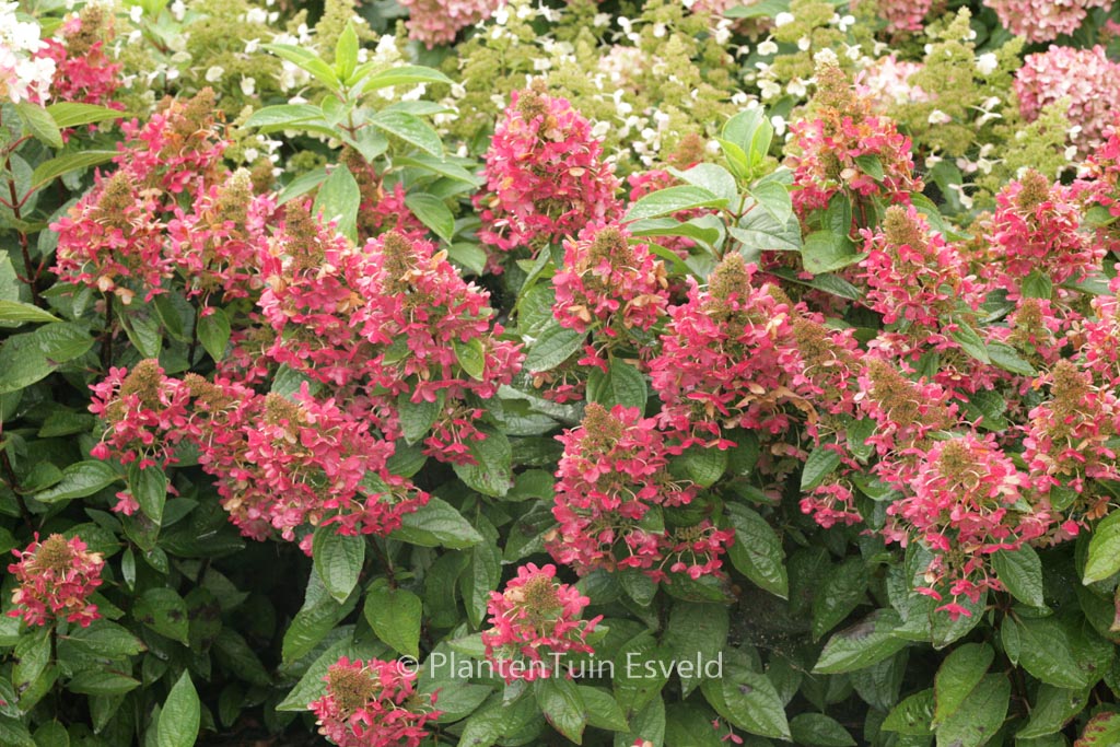 Hydrangea paniculata ‚Bokratorch‘ (MAGICAL FLAME)