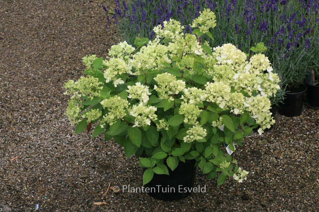 Hydrangea paniculata ‚Bombshell‘