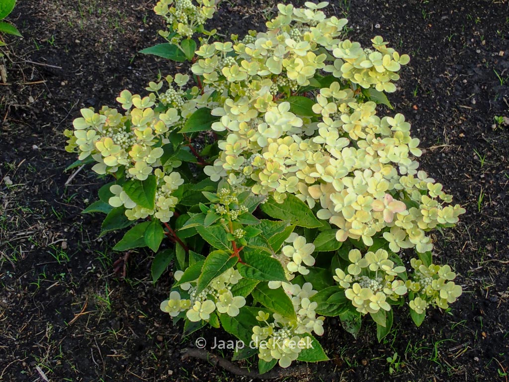 Hydrangea paniculata ‚Breg14‘ (SWITCH OPHELIA / POLESTAR)