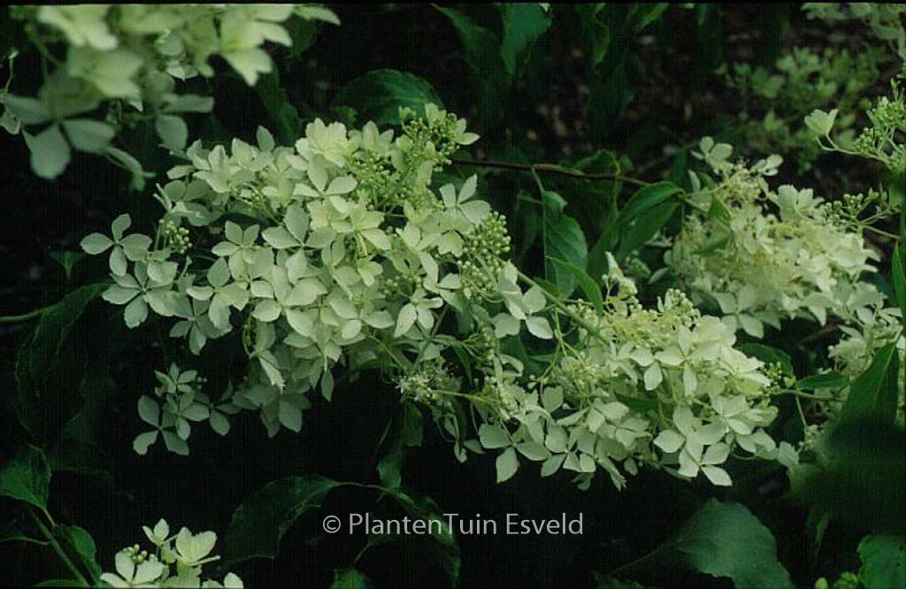 Hydrangea paniculata ‚Bridal Veil‘